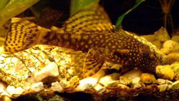 Bristlenose catfish, photo 7