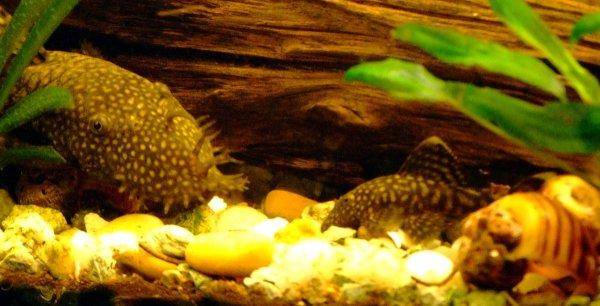 Bristlenose catfish, photo 8