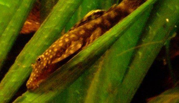 Bristlenose catfish, photo 9