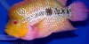 Flowerhorn, small image 2