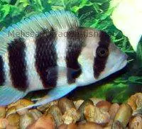 Frontosa cichlid, picture 3