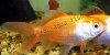 Goldfish aquarium, resized image 3