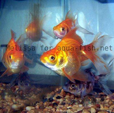 Goldfish aquarium