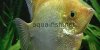 Freshwater Angelfish, resized image 4