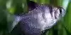 Resized image of Black Skirt Tetra, 1