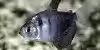 Resized image of Black Skirt Tetra, 3