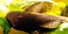 Bristlenose catfish, resized image 2