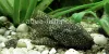Bristlenose catfish, resized image 4