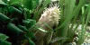 Bristlenose catfish - Albino form, resized image 6