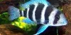Resized image of Frontosa cichlid, 1