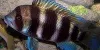 Resized image of Frontosa cichlid, 2