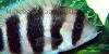 Resized image of Frontosa cichlid, 3