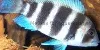 Resized image of Frontosa cichlid, 5