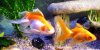 Resized image of Goldfish, 1