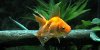 Resized image of Goldfish, 2