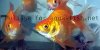 Goldfish in fish tank - resized image