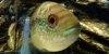 Resized small picture of Jack dempsey cichlid, 1