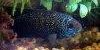 Resized small picture of Jack dempsey cichlid, 2