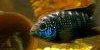Resized small picture of Jack dempsey cichlid, 3
