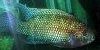 Resized small picture of Jack dempsey cichlid, 4