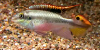 Kribensis cichlid image 1