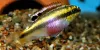 Kribensis cichlid image 2
