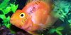 Resized image of Parrot cichlid, 2