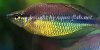 Regal rainbowfish