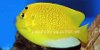 Three-Spot Angelfish