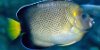 Yellowtail Angelfish