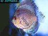 Discus fish; Cobalt Blue variation, picture 6