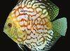 Discus fish; Firestone Marlboro variation