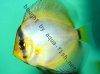 Discus fish; Ghost variation, picture 1