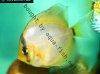 Discus fish; Ghost variation, picture 2