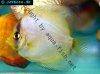 Discus fish; Ghost variation, picture 3