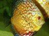 Discus fish; Golden Pigeon, picture 1
