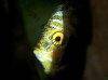Discus fish; Golden Pigeon, picture 8