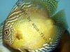 Discus fish; Honey Dream variation, picture 1