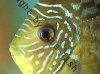 Discus fish; Leopard variation, picture 2