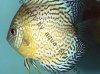 Discus fish; Leopard variation, picture 6