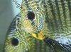 Discus fish; Leopard Snakeskin variation, picture 1