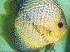 Discus fish; Leopard Snakeskin variation, picture 2