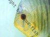 Discus fish; Powder Blue Snakeskin variation, picture 1