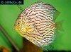 Discus fish; Red Diamond variation