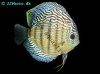 Discus fish; Red Eagle variation, picture 1