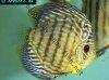 Discus fish; Red Eagle variation, picture 2