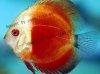 Discus fish; Red Melon variation