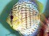 Discus fish; Red Spotted Green variation, picture 2