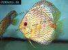 Discus fish; Red Turquoise variation, picture 7