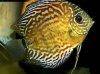 Discus fish; Red Turquoise Leopard variation, picture 2